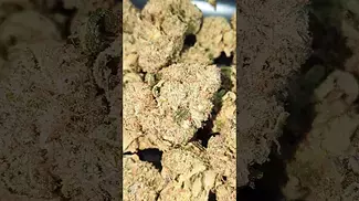 BLACK KETTLE GUSHERS (UK PRESCRIPTION MEDICATION)