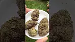 Qwest Bubble Bath 4C Labs UK medicinal flower