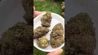 Qwest Bubble Bath 4C Labs UK medicinal flower