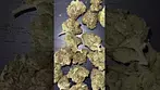 4C labs Pink Kush  |  Medical Cannabis Strain  #WeedTok #Short #shorts