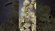 CheeseMon4 Video Thumbnail