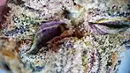 Strawberry Froyo Part 3: SCOPE & THC TEST | 9.90/g | UK Legal #medicalcannabis
