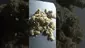Video Thumbnail: 420 Medz UK
