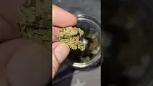 Green Script Reviews Video Thumbnail