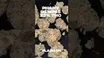 Phant D1 Minis 23% THC Flower