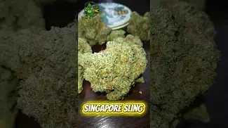 what we saying on this one ? Kasa Verde aka Green Karat - Singapore Sling 25% sativa hybrid 