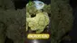 Video Thumbnail: VIP THC