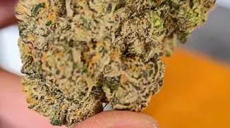 Green Karat - Bip City - (Jokerz #31 x 24 Karatz)