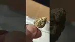 Sticky Cake T25 NUGS | UK Medical Cannabis Strain  #ukmedicalcannabis #cannabiseducation