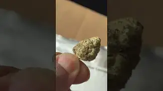 Sticky Cake T25 NUGS | UK Medical Cannabis Strain  #ukmedicalcannabis #cannabiseducation