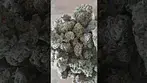 Four20 Pharma - Gastropop T31 