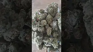 Four20 Pharma - Gastropop T31 