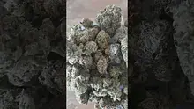Medical UK Cannabis Video Thumbnail