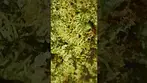 Interesting microscope look at Sonic Lemon Fuel