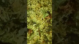 Interesting microscope look at Sonic Lemon Fuel