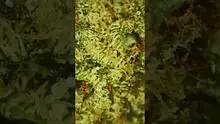 VIP THC Video Thumbnail