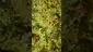 Video Thumbnail: VIP THC
