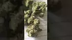 Aurora - Farm Gas (27/1 FRG-CA) (UK Medical Cannabis Prescription)