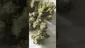 Video Thumbnail: ScottiDunCanna