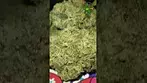 Kasa verde - Grease Monkey -T24, what we saying on this one,check the comments #medicalcannabis