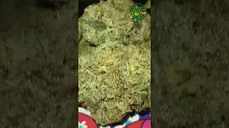 Kasa verde - Grease Monkey -T24, what we saying on this one,check the comments #medicalcannabis