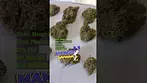 Mango K by Plantations Ceres UK Medical Cannabis