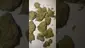 Video Thumbnail: Giggzy Medical Buds