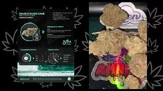 UK MEDICAL FLOWER | SITKA LEGENDS | DBC | T27 | DOUBLE - BAKED CAKE