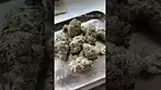 All Nations Tropic Thunder T28 Review #ukmedicalcannabis #medicalcannabis