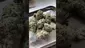 Video Thumbnail: LoudConnoisseur