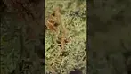 Greyscales Gelato Dream Under The Scope