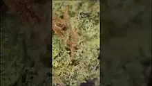 Eazypax420 Video Thumbnail
