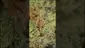 Video Thumbnail: Eazypax420