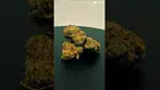 Papaya bantz by Big Narstie Medical 10/10 #ukmedicalcannabis #cannabiseducation #bignarstie