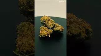 Papaya bantz by Big Narstie Medical 10/10 #ukmedicalcannabis #cannabiseducation #bignarstie