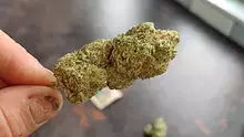 CannaChris Video Thumbnail