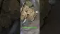 Video Thumbnail: Zee420