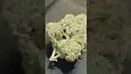 Green Karat PV T28 - Pave S1 - UK Medical Cannabis Flower Review - Feb 2026