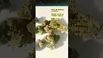 The best uk medical strain right now!! #medicalcannabis #strainreview #uk #420