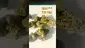 Video Thumbnail: Henry Hemp