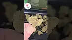 HEADSTONE CANNABIS | BLACK MOUNTAIN SIDE | UK MEDICAL FLOWER  FIRST LOOK