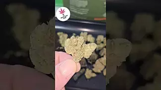 HEADSTONE CANNABIS | BLACK MOUNTAIN SIDE | UK MEDICAL FLOWER  FIRST LOOK