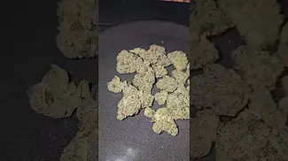 Plantation Ceres Rainbow Pavè UK Medical Flower First Impressions