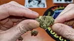 Cake City BUDS & TASTE TEST | 30% | 10/g | #superseed UK #MEDICAL #FLOWER