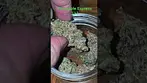 All Nations Pineapple Express T27 (Trainwreck x Hawaiian) Sweet n Sour Dank Gas Uplifting & Relaxing