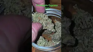 All Nations Pineapple Express T27 (Trainwreck x Hawaiian) Sweet n Sour Dank Gas Uplifting & Relaxing