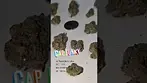 Cap Junky by Plantations Ceres T27 UK MEDICAL BNA339851 ED11022026