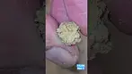 4cLabs - Miracle Alien Cookies aka MAC-1 T27 - Indica Dominant - Rock Nugs!!