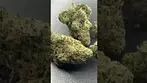 Miracle Valley Canada MAC-1+ T25 Miracle Alien Cookies Bud Porn