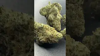 Miracle Valley Canada MAC-1+ T25 Miracle Alien Cookies Bud Porn
